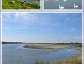 Le Parc du Marquenterre 